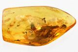 Detailed Fossil Long-Legged Fly (Dolichopodidae) in Baltic Amber #381508-1